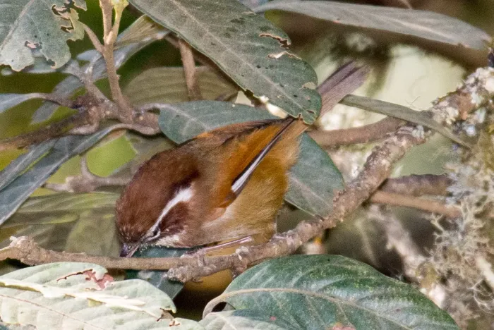 File:Fulvetta vinipectus 63645098.jpg