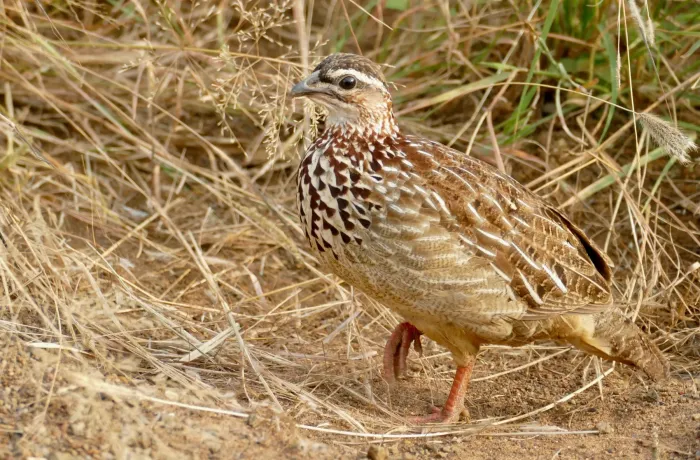 File:Crested Francolin (Ortygornis sephaena) (52804595648).jpg