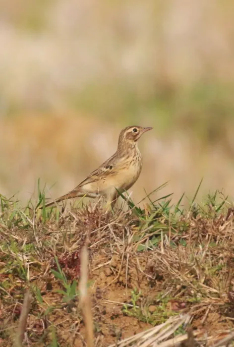 File:Blyth's pipit (Anthus godlewskii).jpg