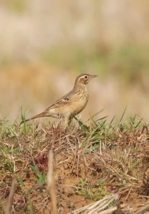 File:Blyth's pipit (Anthus godlewskii),.jpg