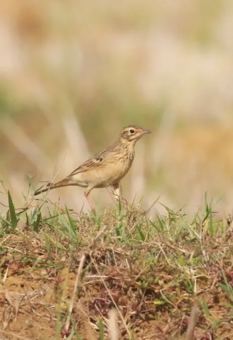 File:Blyth's pipit (Anthus godlewskii) -.jpg