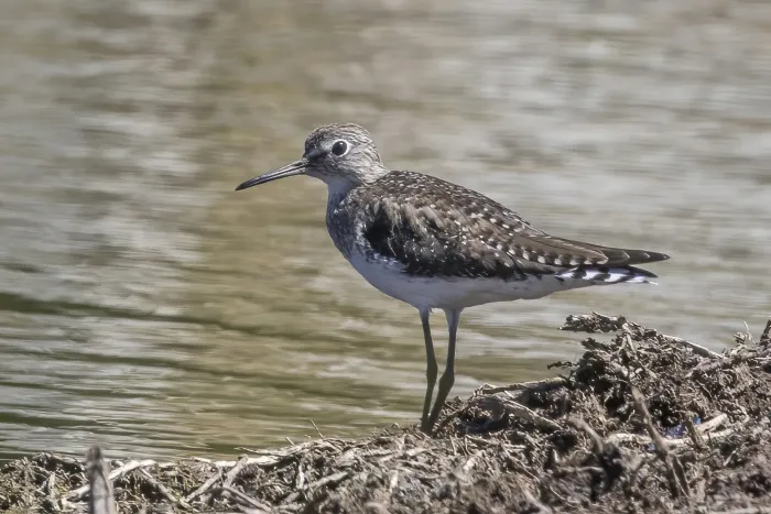 File:Solitary sandpiper (Tringa solitaria) Almoloya.jpg