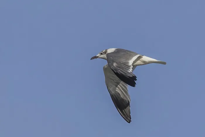 File:Laughing gull (Leucophaeus atricilla) non-breeding adult in flight Rio Dulce.jpg