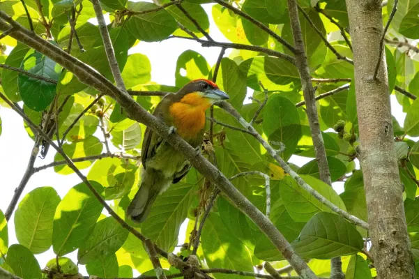 File:Capito aurovirens 251866605.jpg