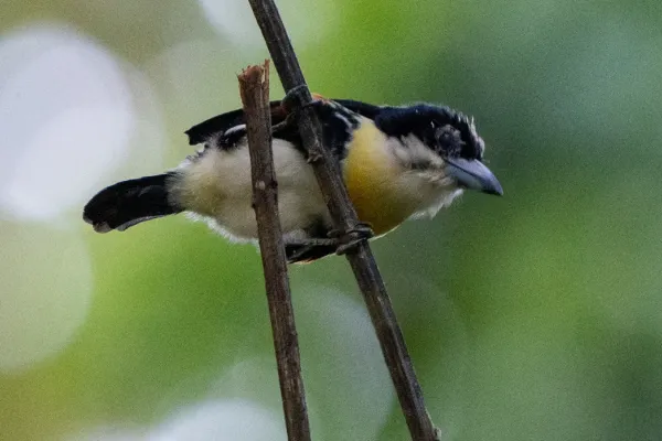 File:Capito maculicoronatus 241101163.jpg