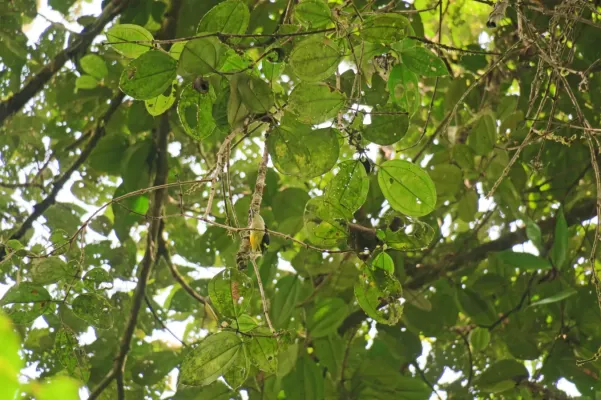 File:Capito quinticolor 104824415.jpg