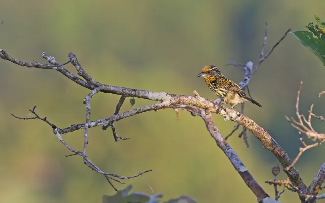 File:Capito auratus 160460430.jpg