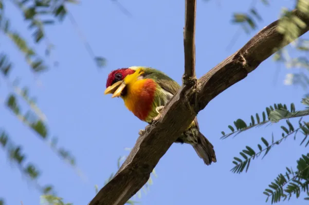 File:Eubucco richardsoni 113455156.jpg