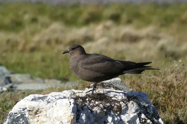 File:Arctic Skua (Stercorarius parasiticus) - geograph.org.uk - 599975.jpg