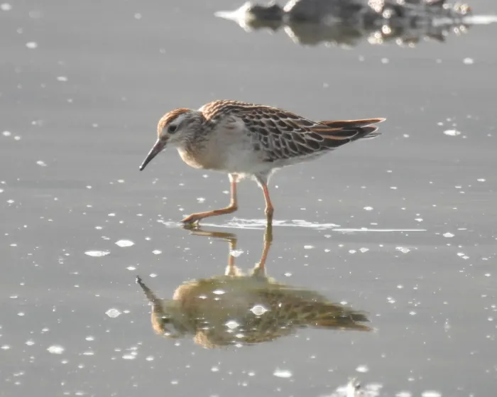 File:A migratory Sharp-tailed Sandpiper Calidris acuminata reflecting on waters of the saline Tasitolu lake.jpg