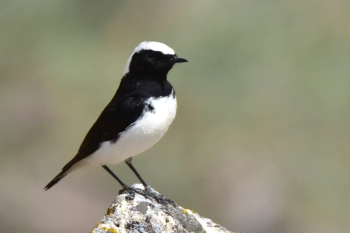 File:Oenanthe pleschanka 268188191.jpg