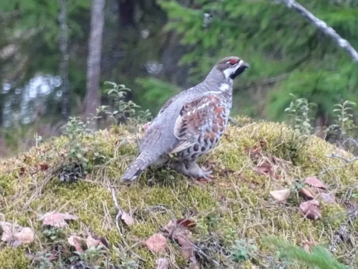 File:Tetrastes bonasia 277462364.jpg