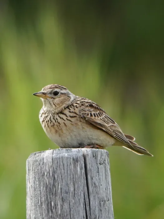 File:Lullula arborea 281039006.jpg