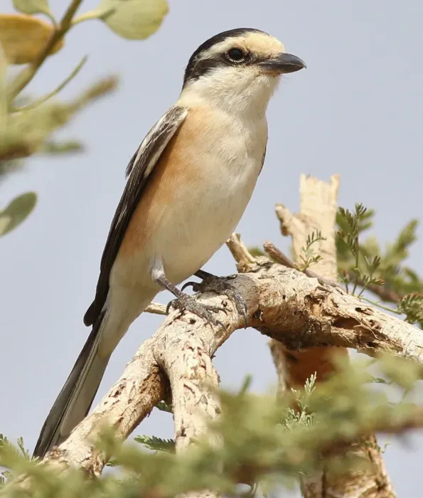 File:Lanius nubicus 120654787.jpg