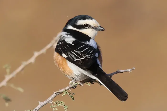 File:Lanius nubicus 35110539.jpg