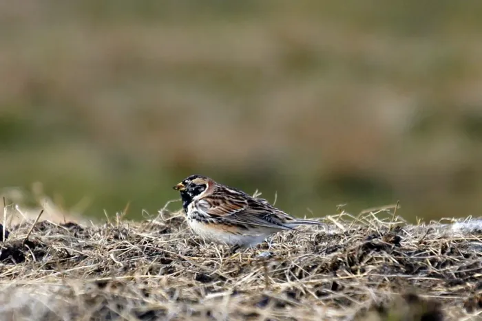 File:Lapland Bunting (Calcarius lapponicus), Inner Skaw - geograph.org.uk - 4925123.jpg