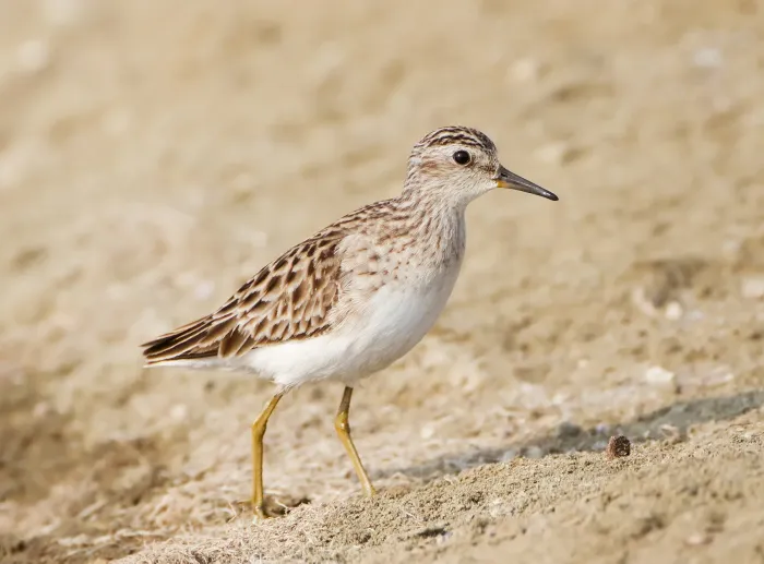 File:Calidris subminuta - Pak Thale.jpg