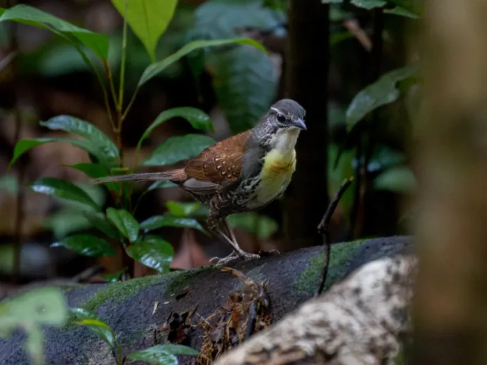 File:Liosceles thoracicus Rusty-belted Tapaculo; Amazonia National Park, Itaituba, Pará, Brazil.jpg