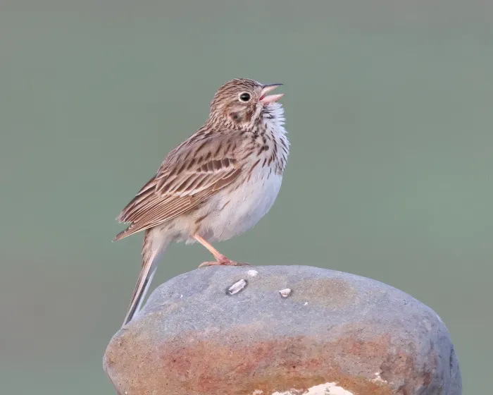 File:Pooecetes gramineus GNP 01.jpg