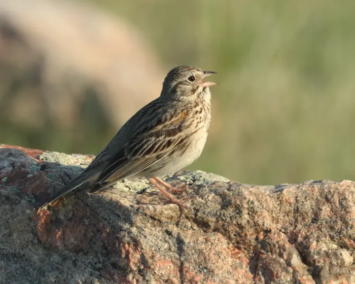 File:Pooecetes gramineus GNP 02.jpg