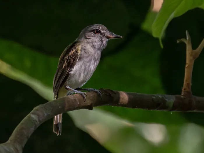 File:Attila spadiceus spadiceus Bright-rumped Attila; Amazonia National Park; Itaituba, Pará, Brazil.jpg