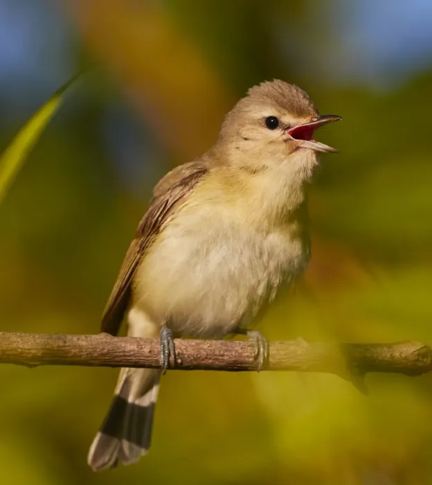 File:Vireo gilvus 283035771.jpg