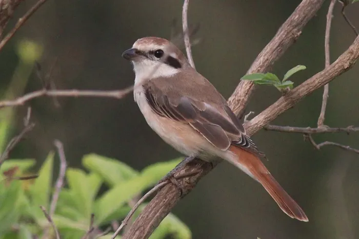 File:Lanius phoenicuroides 190416295.jpg