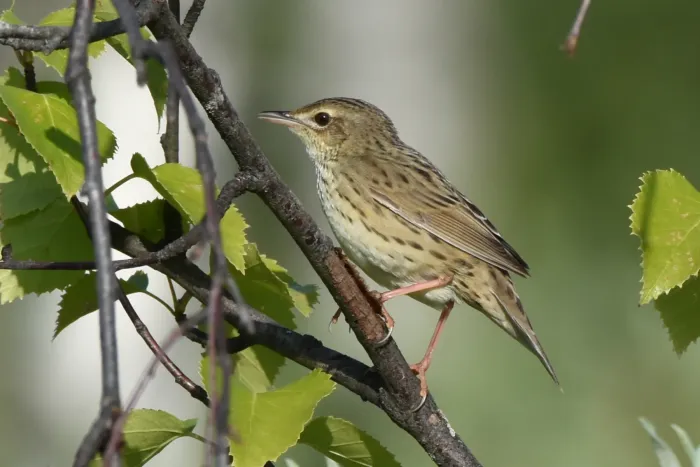 File:Locustella lanceolata 295726934.jpg