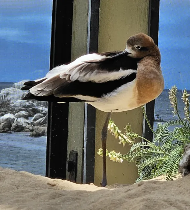 File:Recurvirostra americana - MBA.jpg