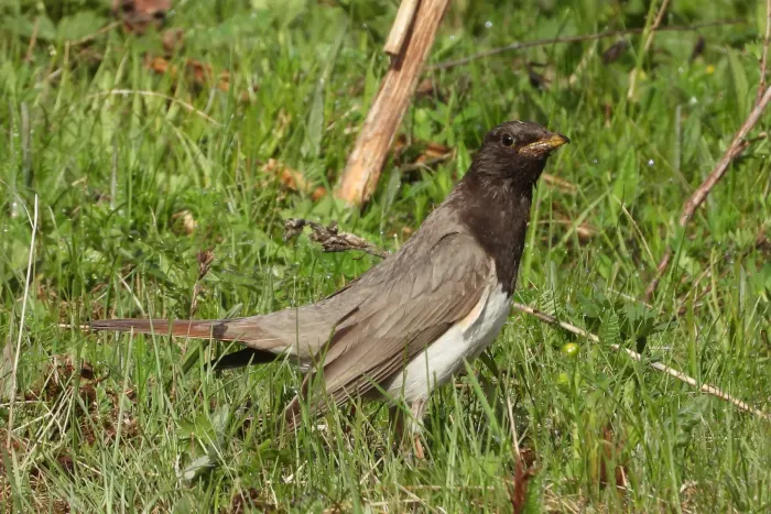 File:Turdus atrogularis 298118515.jpg