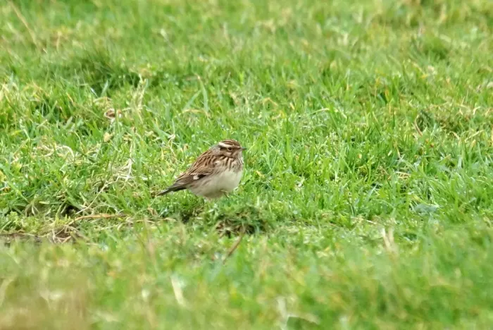 File:Woodlark (Lullula arborea), Northdale - geograph.org.uk - 5190398.jpg