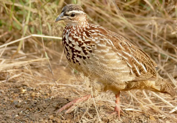 File:Crested Francolin (Ortygornis sephaena) female ... (53098822695).jpg