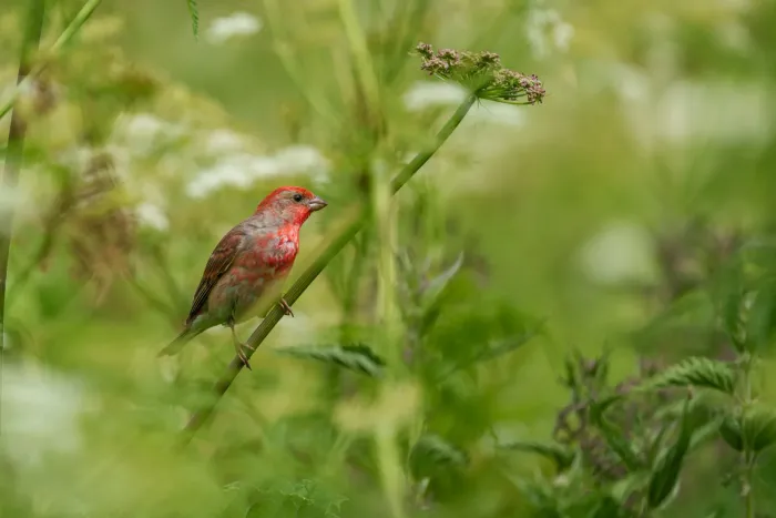 File:Carpodacus erythrinus 305390885.jpg