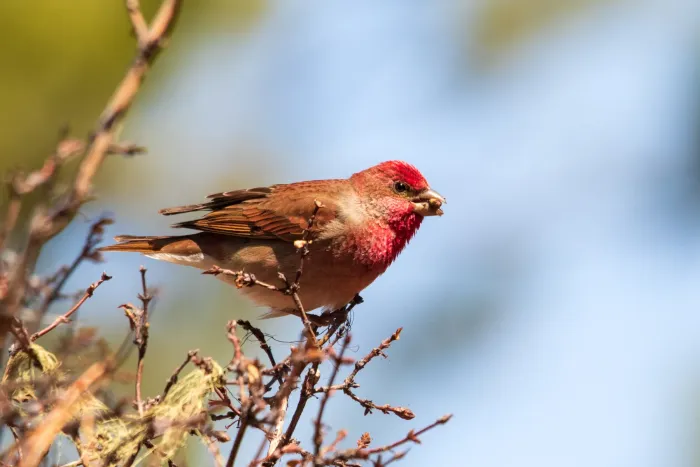 File:Carpodacus erythrinus 285729924.jpg