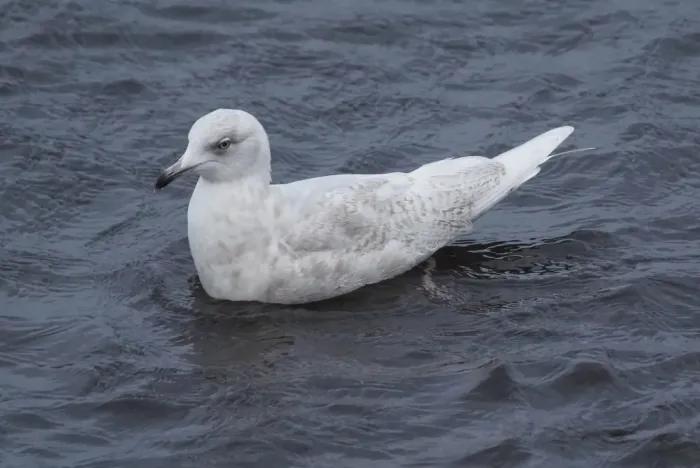File:Iceland Gull (Larus glaucoides), Westing - geograph.org.uk - 5268349.jpg
