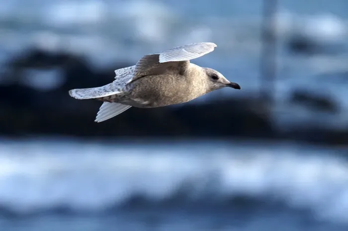 File:Iceland Gull (Larus glaucoides), Haroldswick - geograph.org.uk - 5271235.jpg