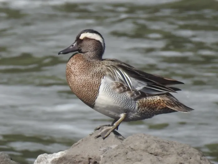 File:Garganey Spatula querquedula 01.jpg