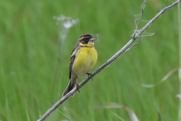 File:Emberiza aureola 285833103.jpg