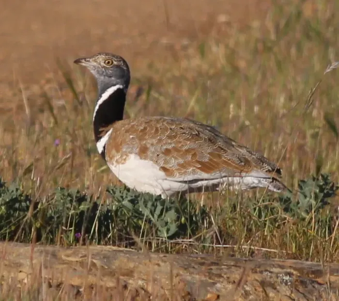 File:Tetrax tetrax 121375476.jpg