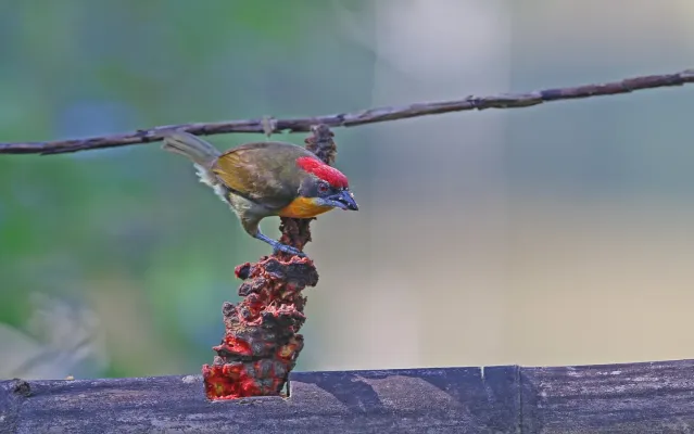 File:Capito aurovirens 160793503.jpg