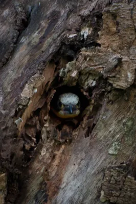 File:Capito aurovirens 28763291.jpg