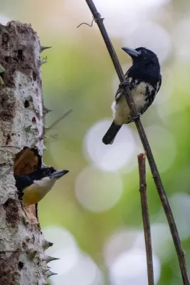 File:Capito maculicoronatus 241101131.jpg