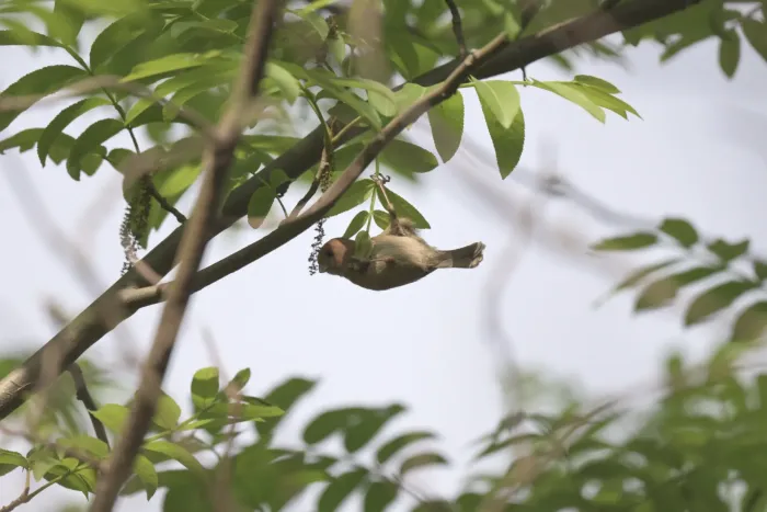 File:2021-03-29 Suthora webbiana webbiana, Hangzhou, Zhejiang, China 3.jpg