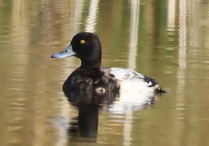 File:Vargant male lesser scaup (Aythya affinis) in Algeria.jpg