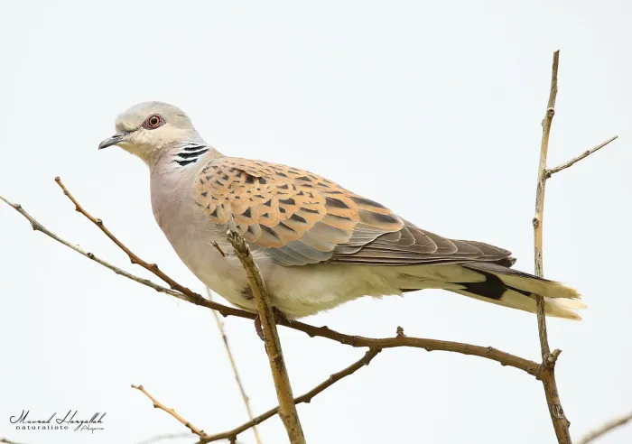File:European turtle-dove (Streptopelia turtur) in Algeria.jpg