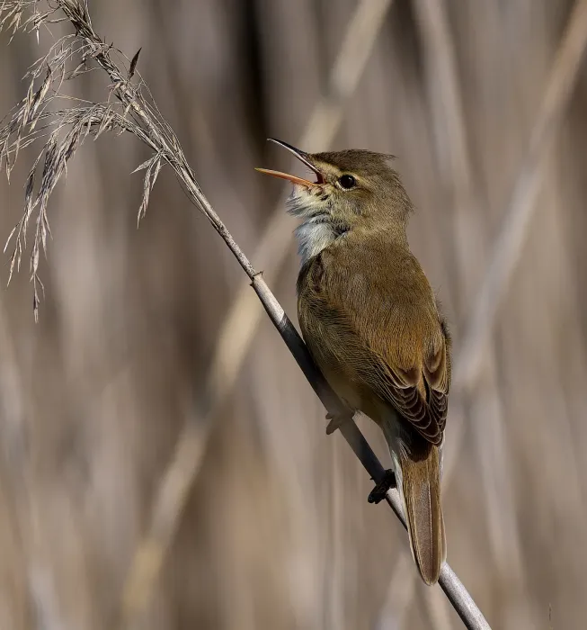 File:Great reed warbler (Acrocephalus arundinaceus).jpg