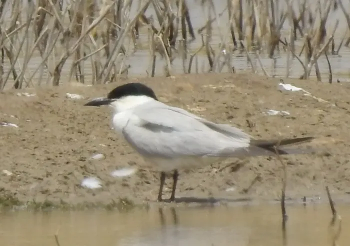 File:Gull-billed tern (Gelochelidon nilotica) in Algeria.jpg