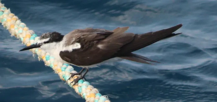 File:Bridled tern (Onychoprion anaethetus) in Egypt.jpg