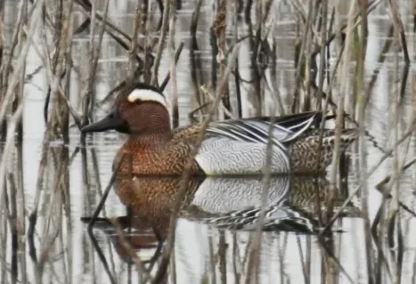 File:Male garganey (Spatula querquedula) in Algeria.jpg
