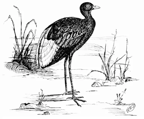 File:PSM V46 D785 The trumpeter psophia leucoptera.jpg